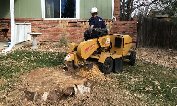 Stump Grinding