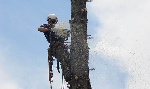 Tree Removal Westminster CO