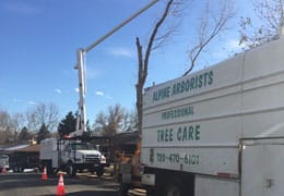 Tree Removal Northglenn CO