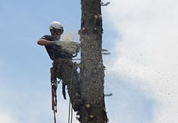 Tree Removal Broomfield CO