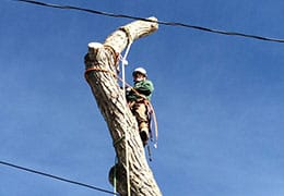 Tree Removal Thornton CO