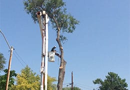 Tree Pruning Broomfield CO