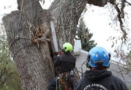 Tree Removal Northglenn CO